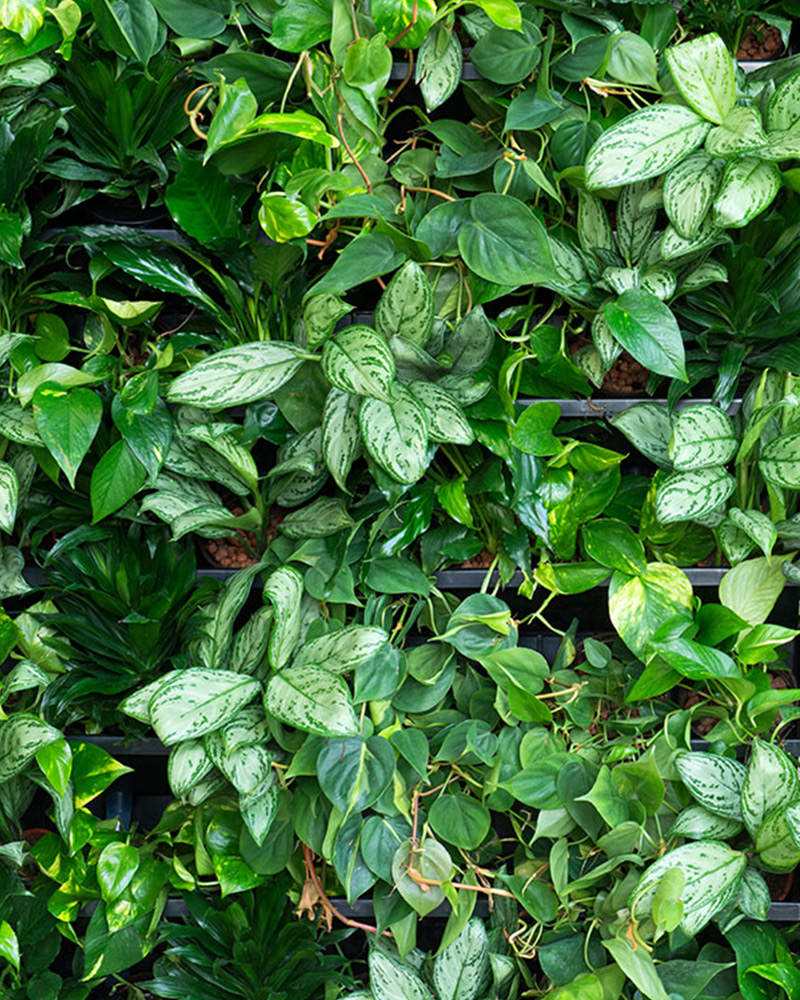 interieurbeplanting_room dividers_800px_6-1